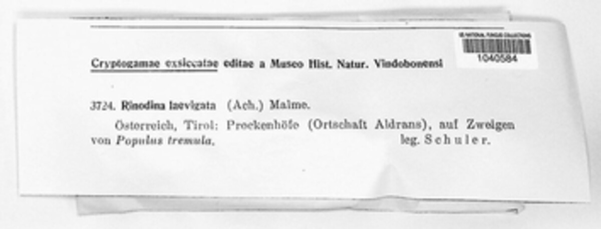Rinodina laevigata image